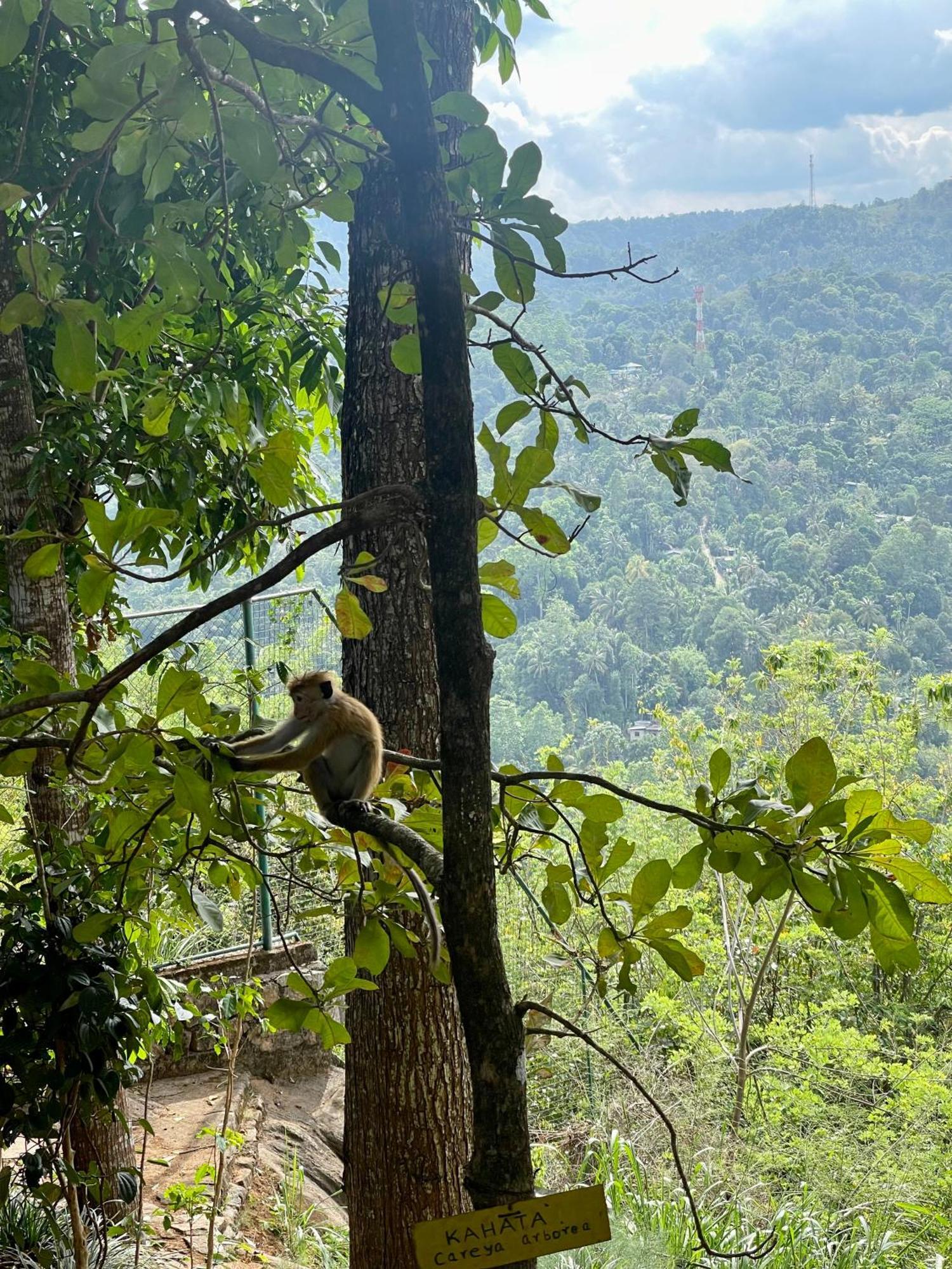 Villa Mount Melody Kandy Eksteriør bilde